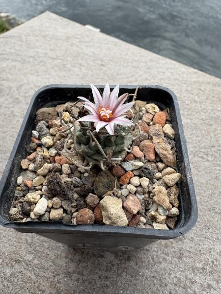 Turbinicarpus sanchez mejoradae
